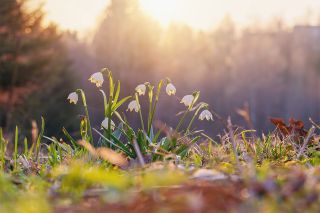 Foto: Blumen